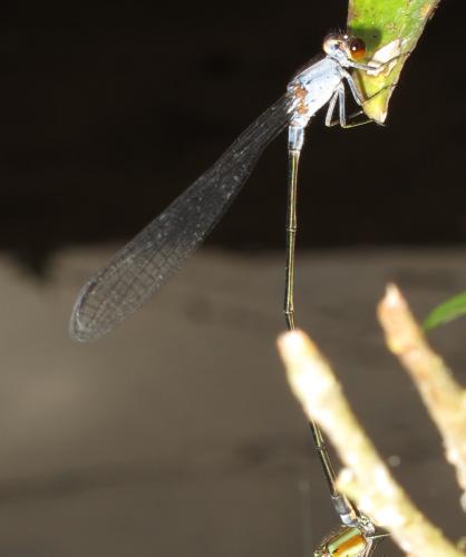 Pseudagrion pruinosum
